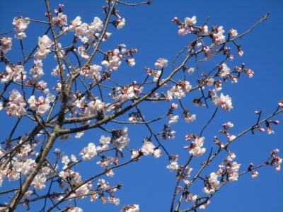 🌸安行桜🌸