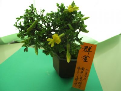 職員室の植物たち