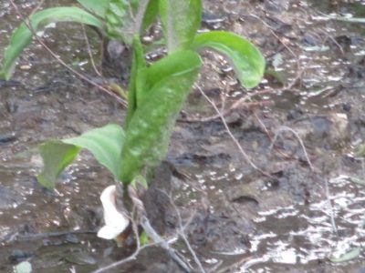 水芭蕉が咲き始めました