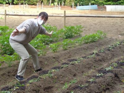 ８組・さつまいもの苗植え