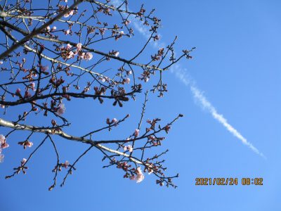 🌸安行桜開花🌸